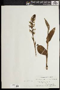 Platanthera lacera image