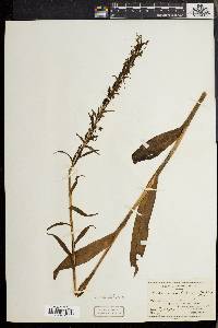 Platanthera lacera image