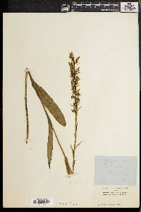 Platanthera lacera image