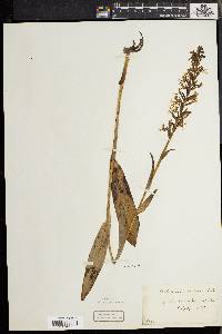 Platanthera lacera image