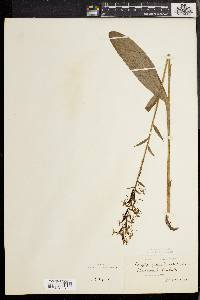 Platanthera lacera image