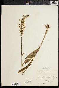 Platanthera lacera image