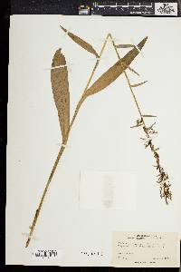 Platanthera lacera image