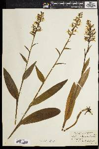 Platanthera lacera image