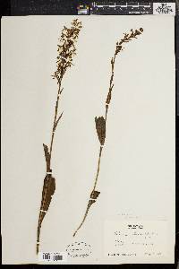 Platanthera lacera image