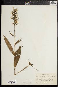 Platanthera lacera image