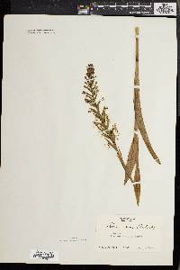 Platanthera lacera image