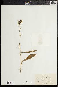 Platanthera lacera image