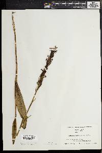 Platanthera lacera image