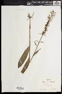 Platanthera lacera image