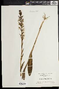 Platanthera lacera image