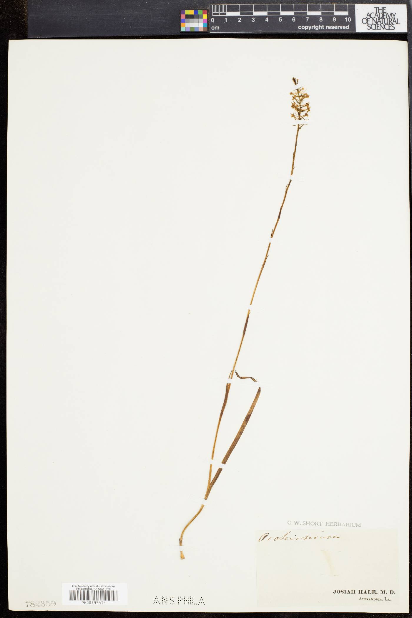 Platanthera nivea image