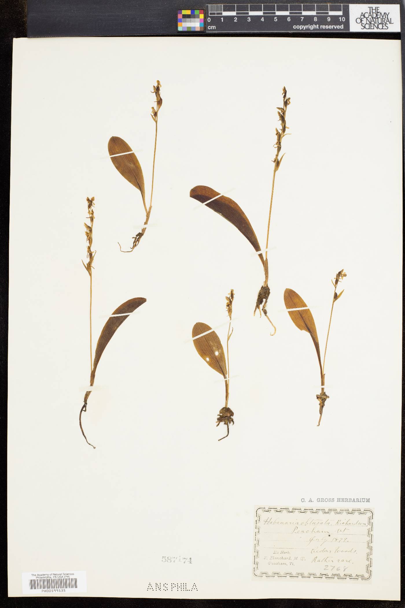 Platanthera obtusata image