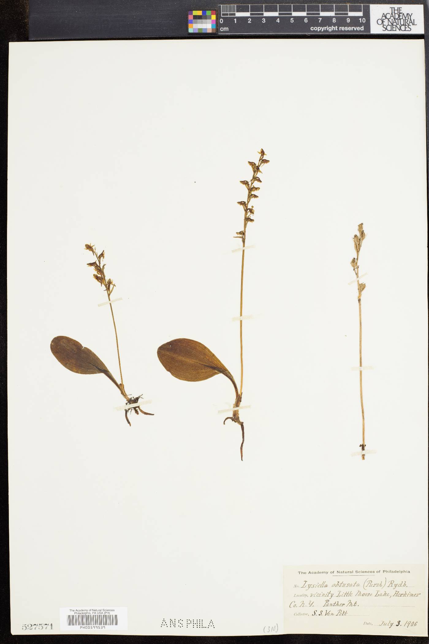 Platanthera obtusata image
