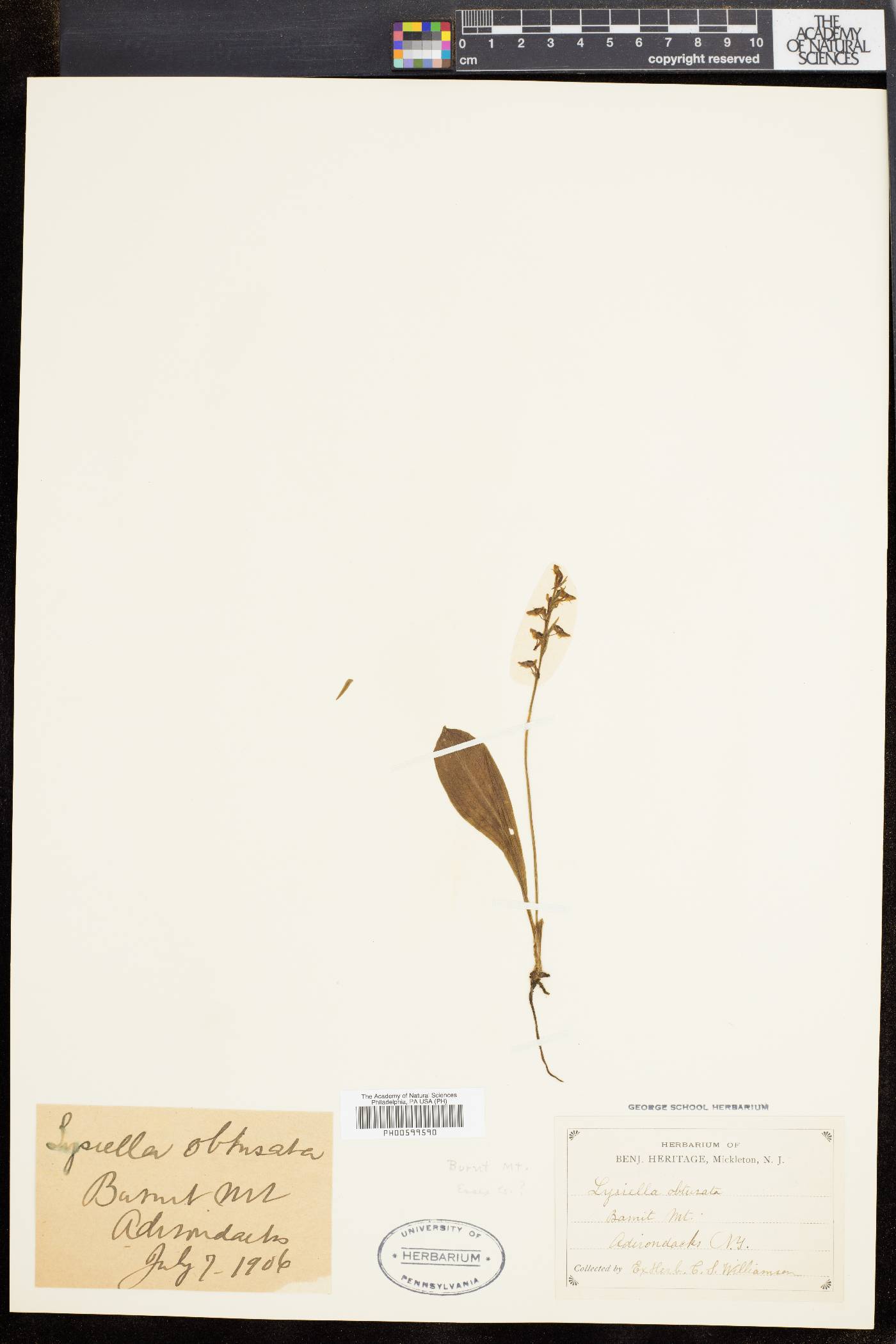 Platanthera obtusata image