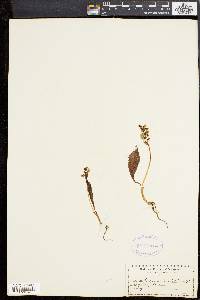Platanthera obtusata image
