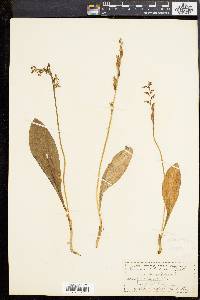 Platanthera obtusata image