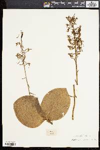 Platanthera orbiculata image