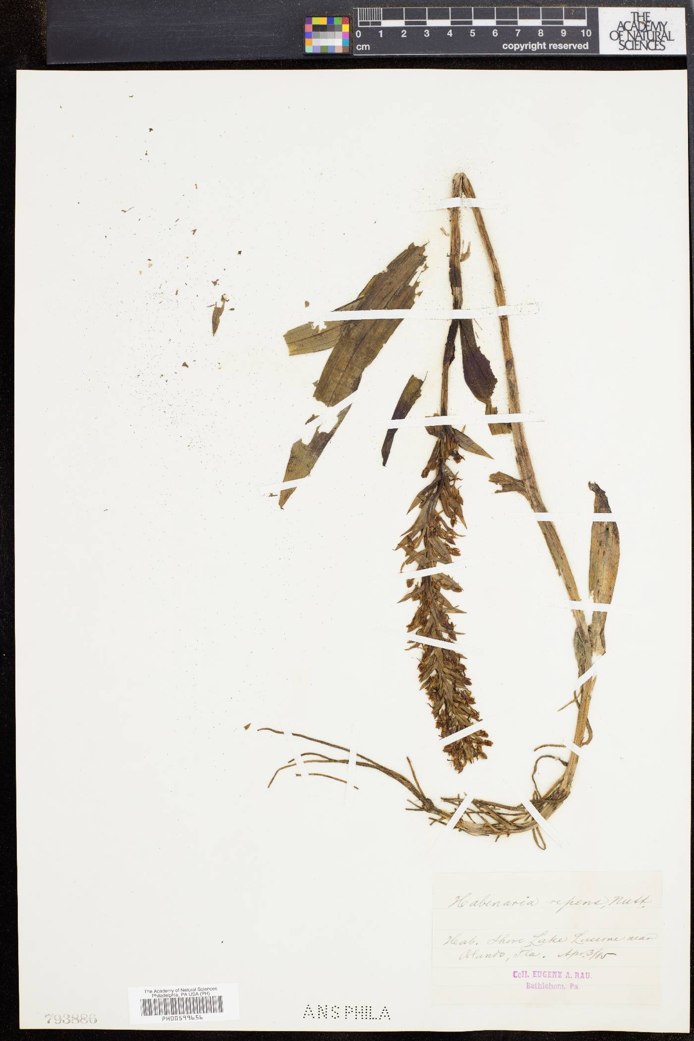 Habenaria repens image
