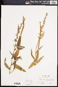 Platanthera stricta image