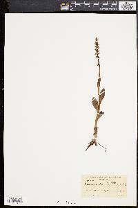 Habenaria straminea image