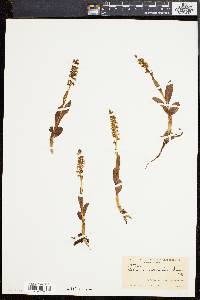 Habenaria straminea image