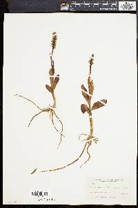 Habenaria straminea image