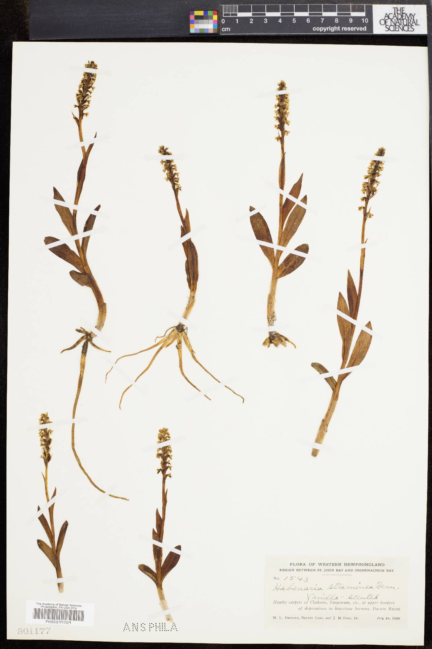 Platanthera albida image