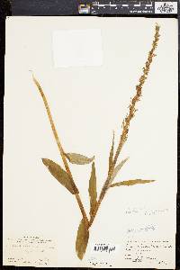 Platanthera stricta image