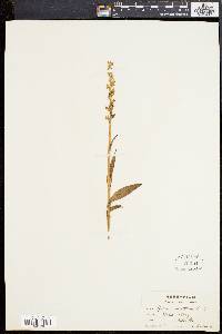 Platanthera stricta image