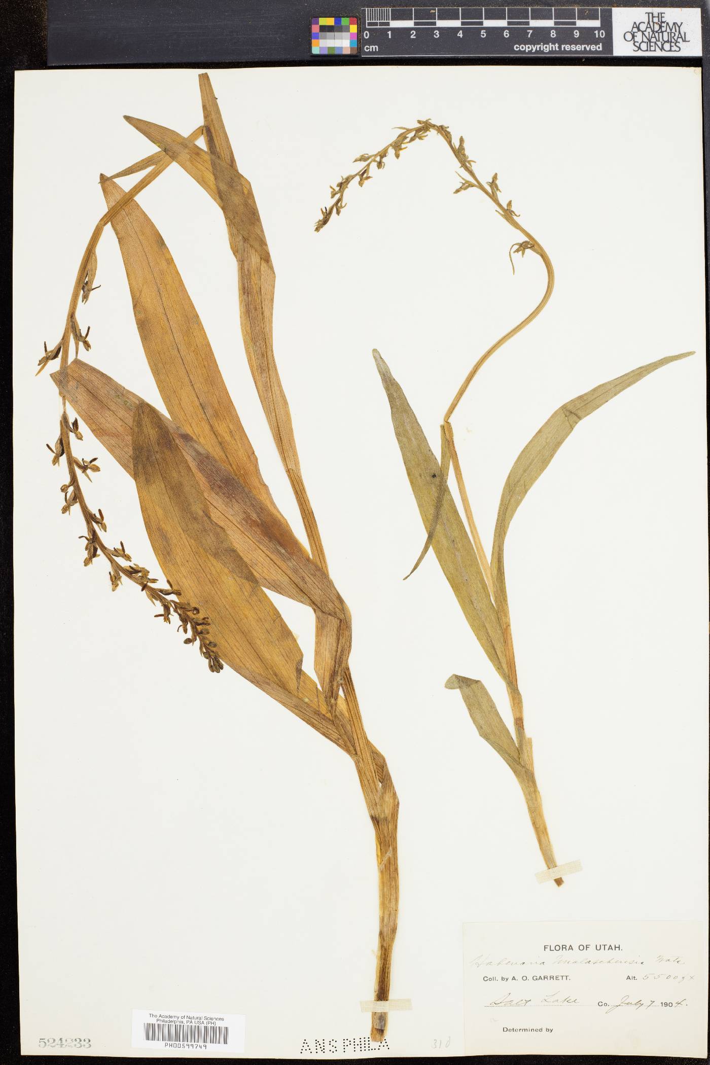 Platanthera unalascensis image