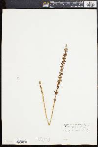 Platanthera unalascensis image