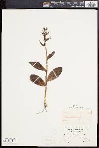 Coeloglossum viride image