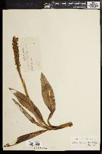 Media resource of Aa weddelliana