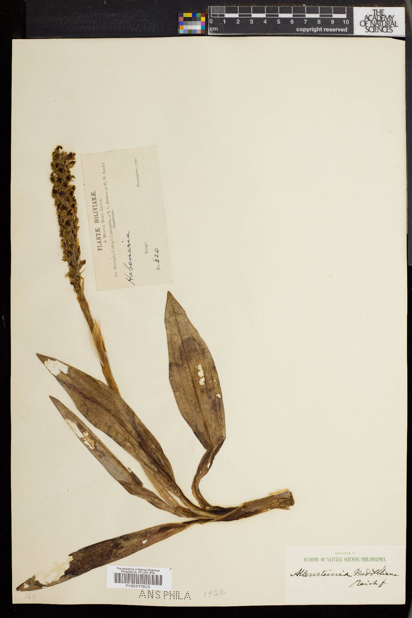 Aa weddelliana image