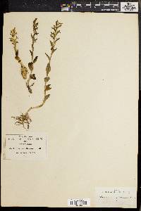 Habenaria flexuosa image