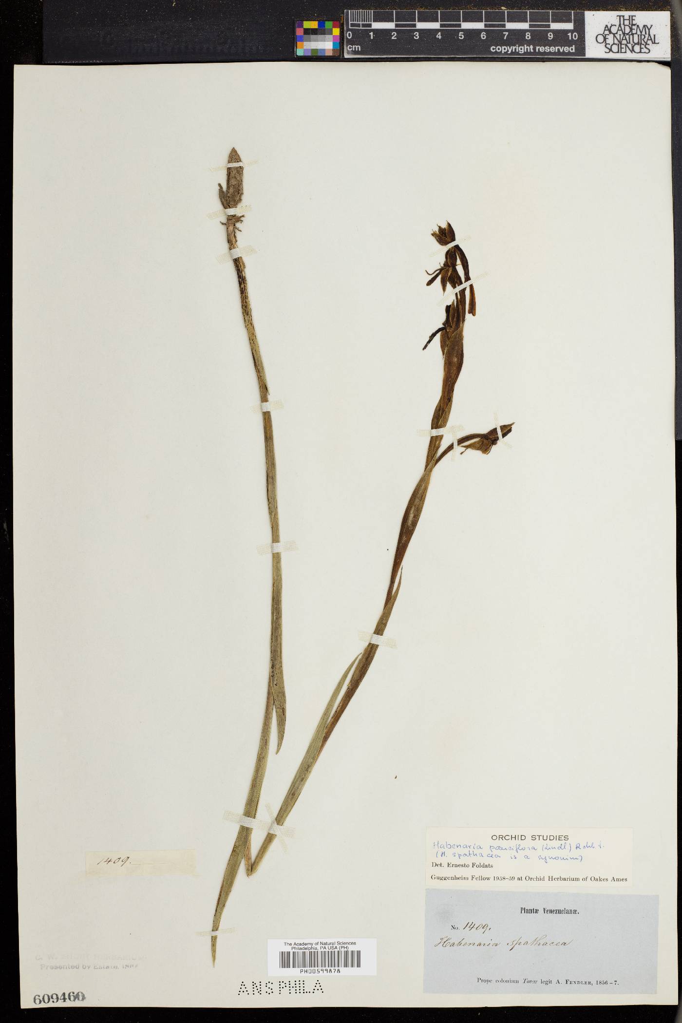 Habenaria pauciflora image