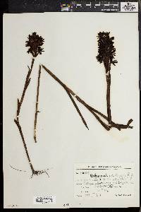 Habenaria pratensis image