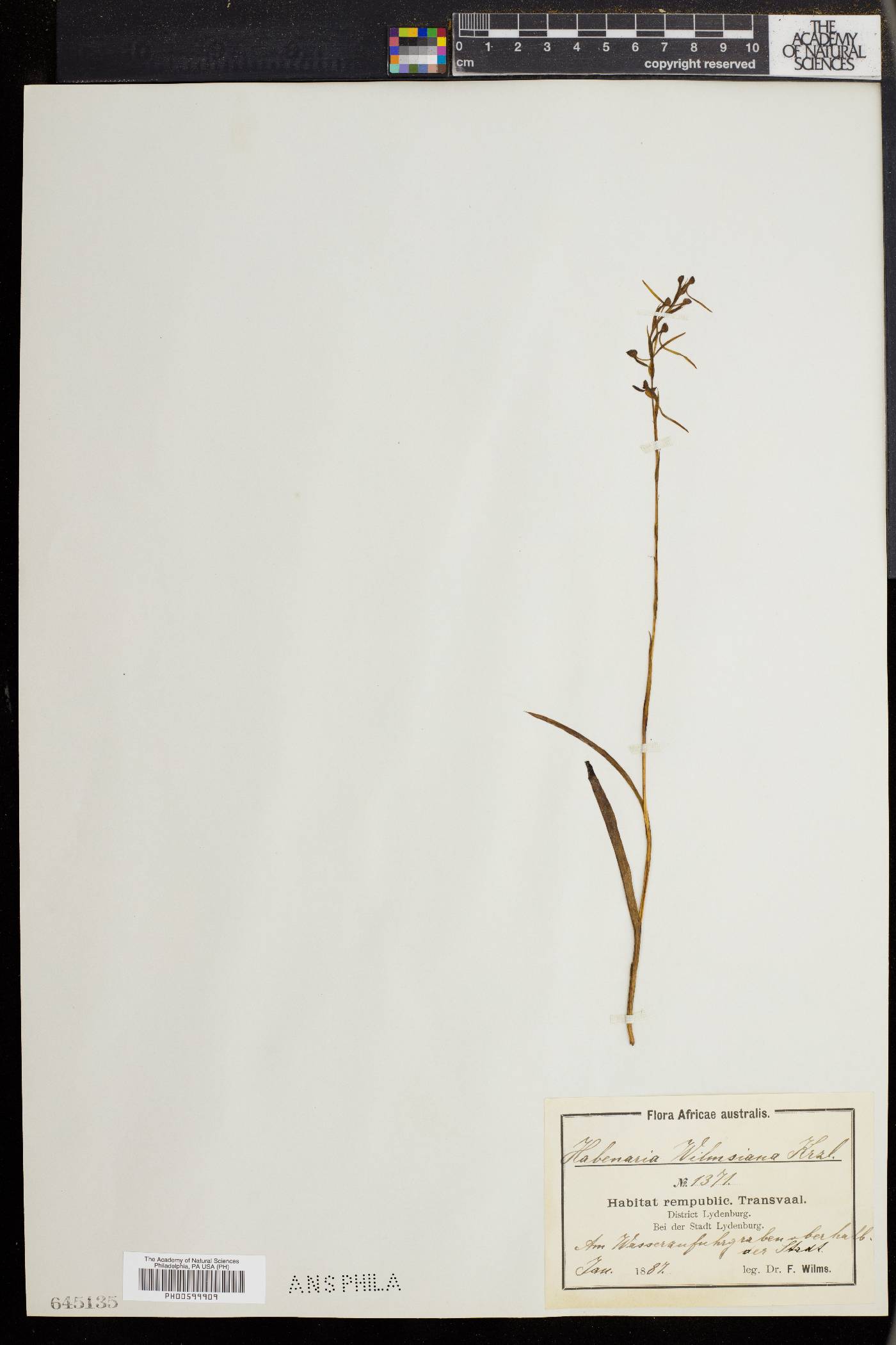 Habenaria filicornis image