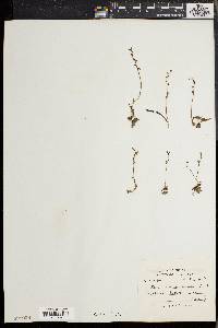 Herminium monophyllum image