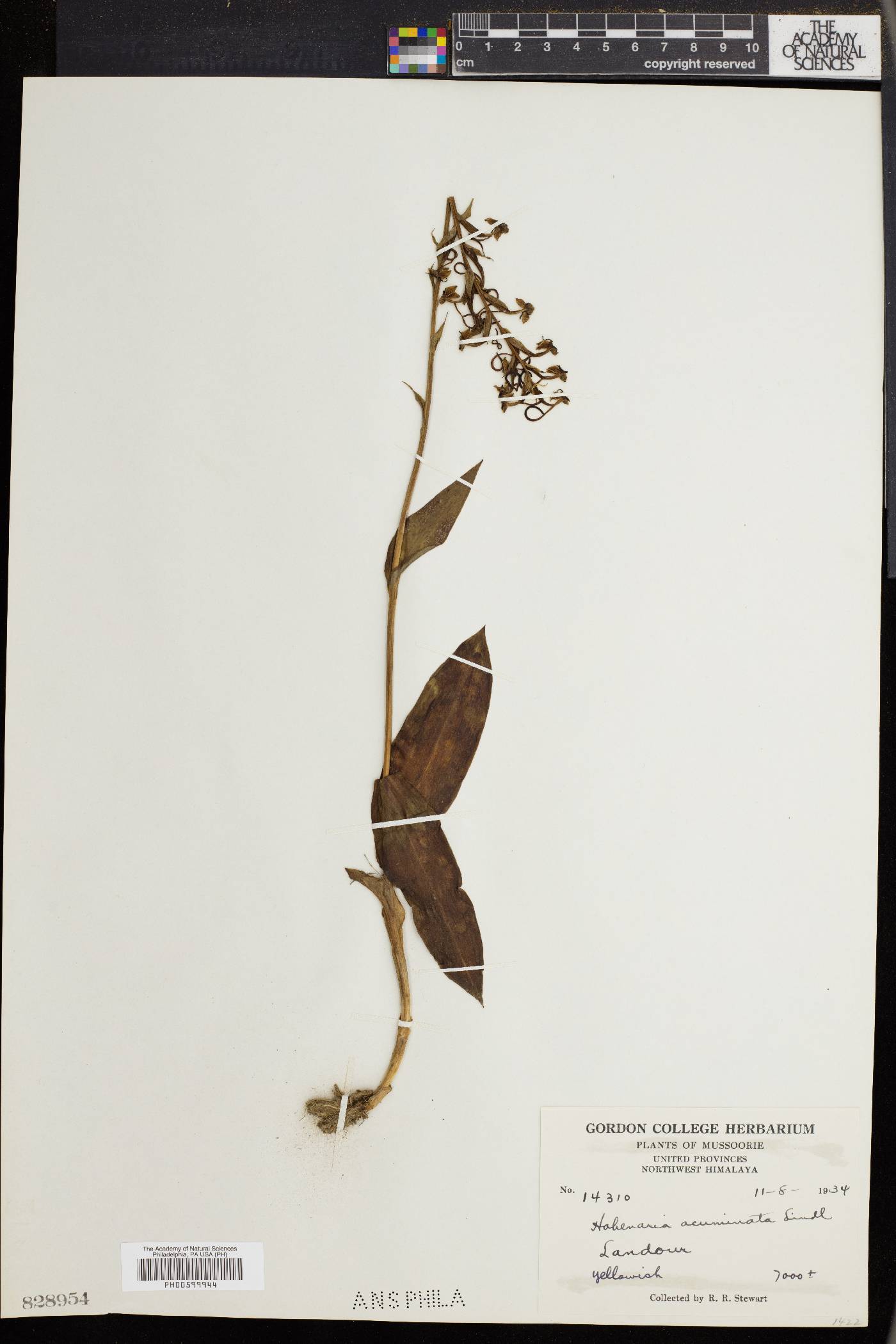 Habenaria acuminata image