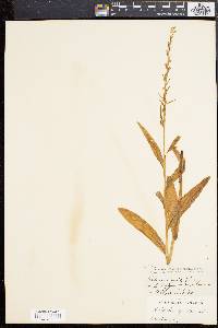 Platanthera stricta image