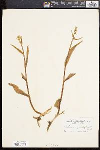 Platanthera stricta image