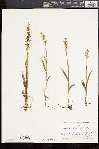 Platanthera stricta image