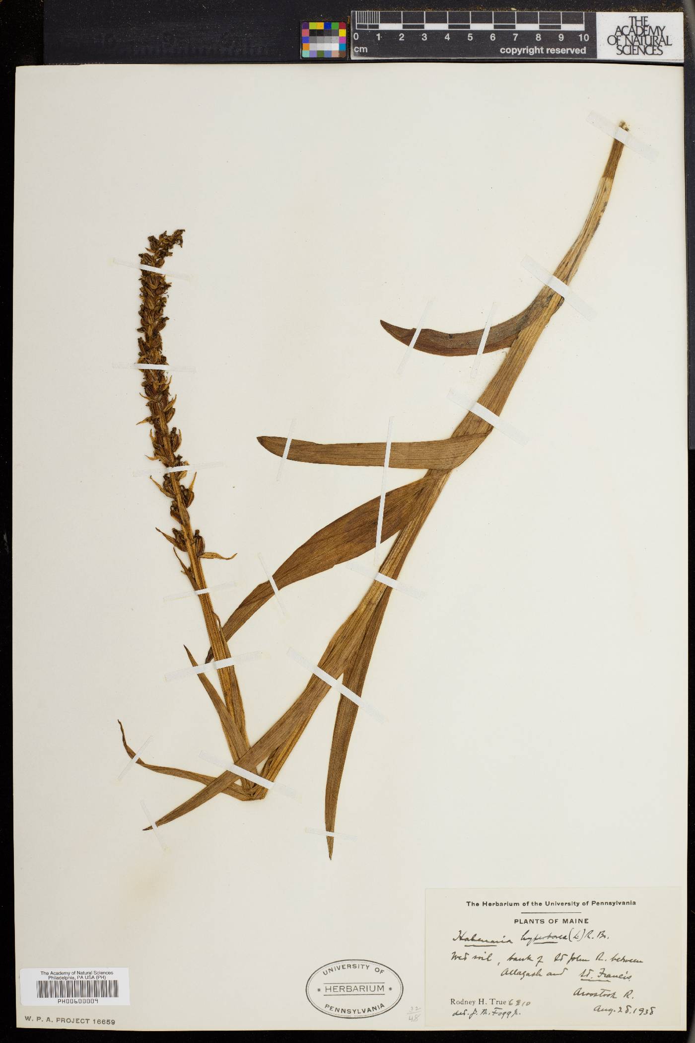 Platanthera hyperborea var. hyperborea image