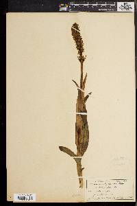 Platanthera hyperborea image