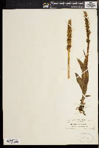 Platanthera hyperborea image