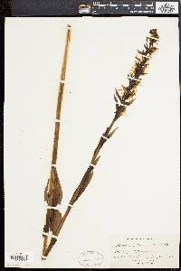 Platanthera lacera image