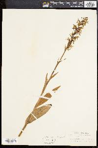 Platanthera lacera image