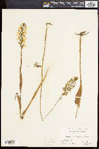 Platanthera lacera image